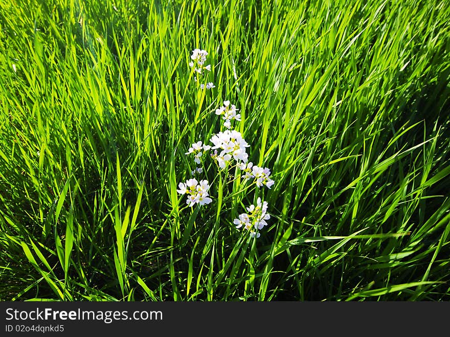 Grass and flowers