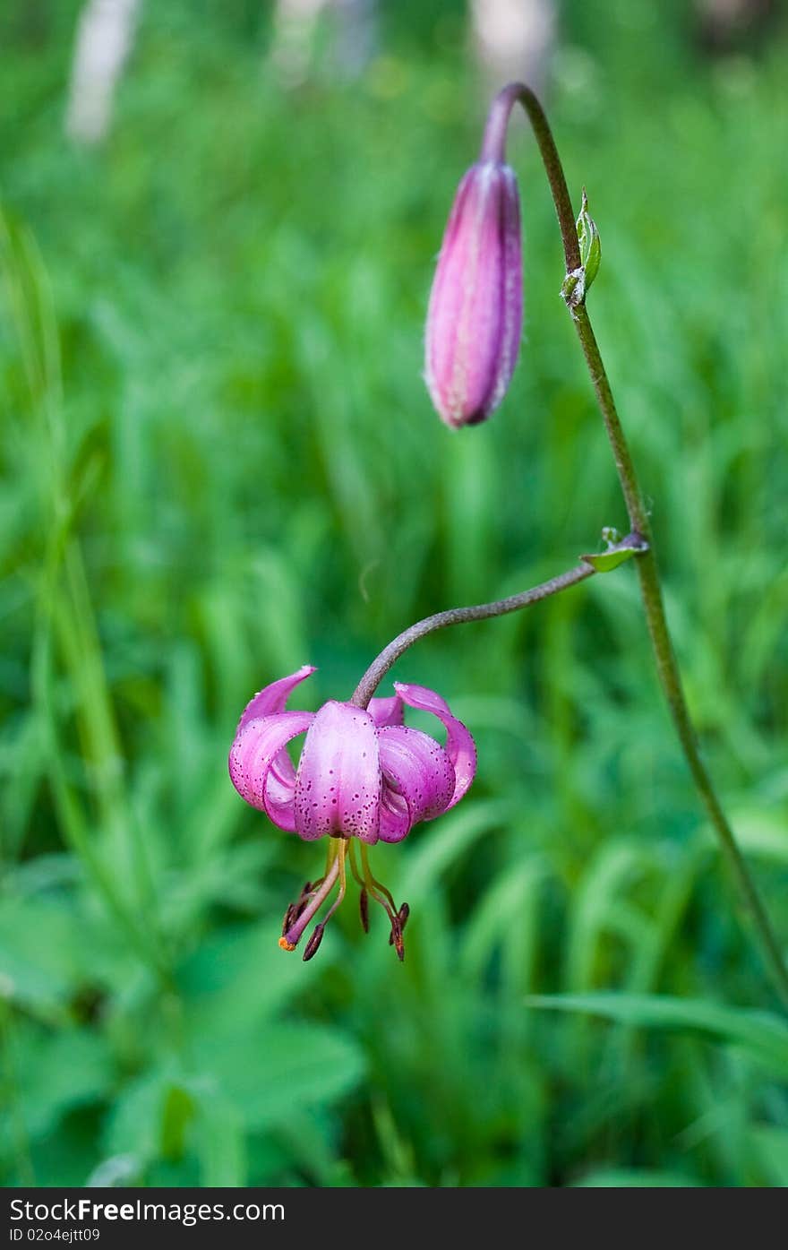 Rose lily