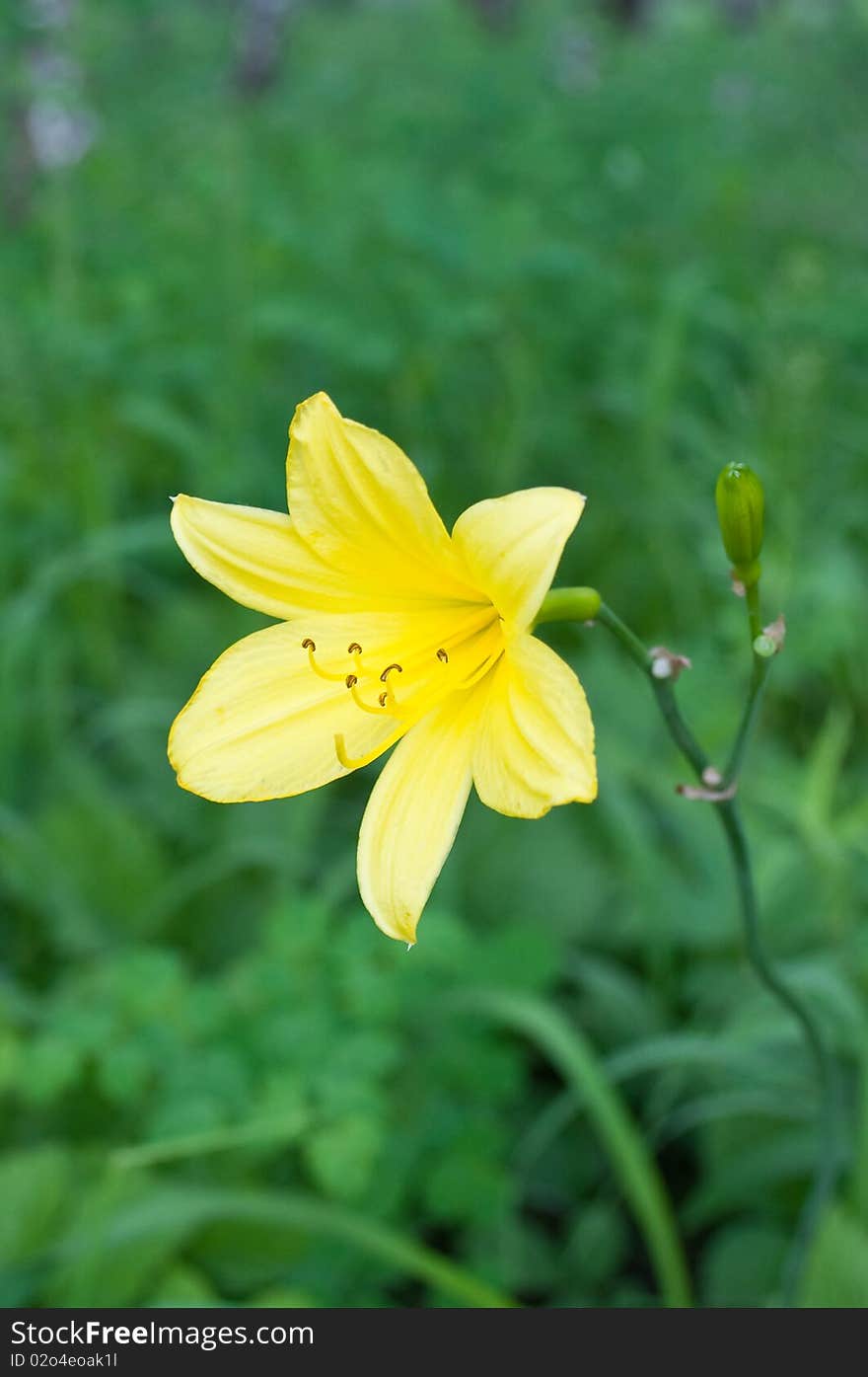 Yellow lily