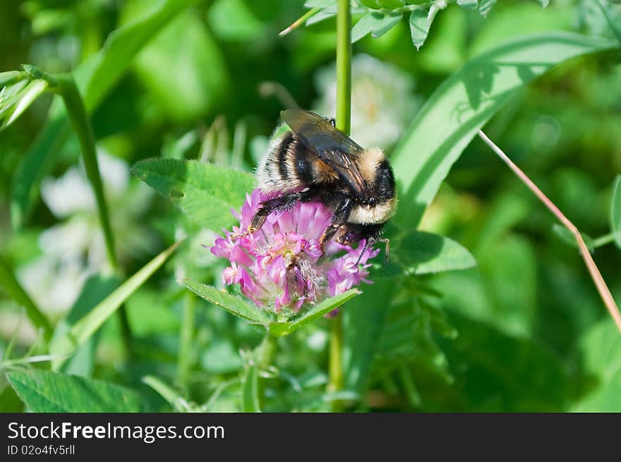 Bumblebee on flower of the dutch clover. Bumblebee on flower of the dutch clover