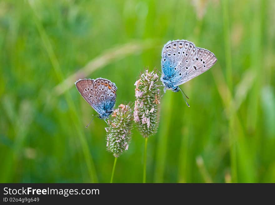 Two blue butterflies on herb