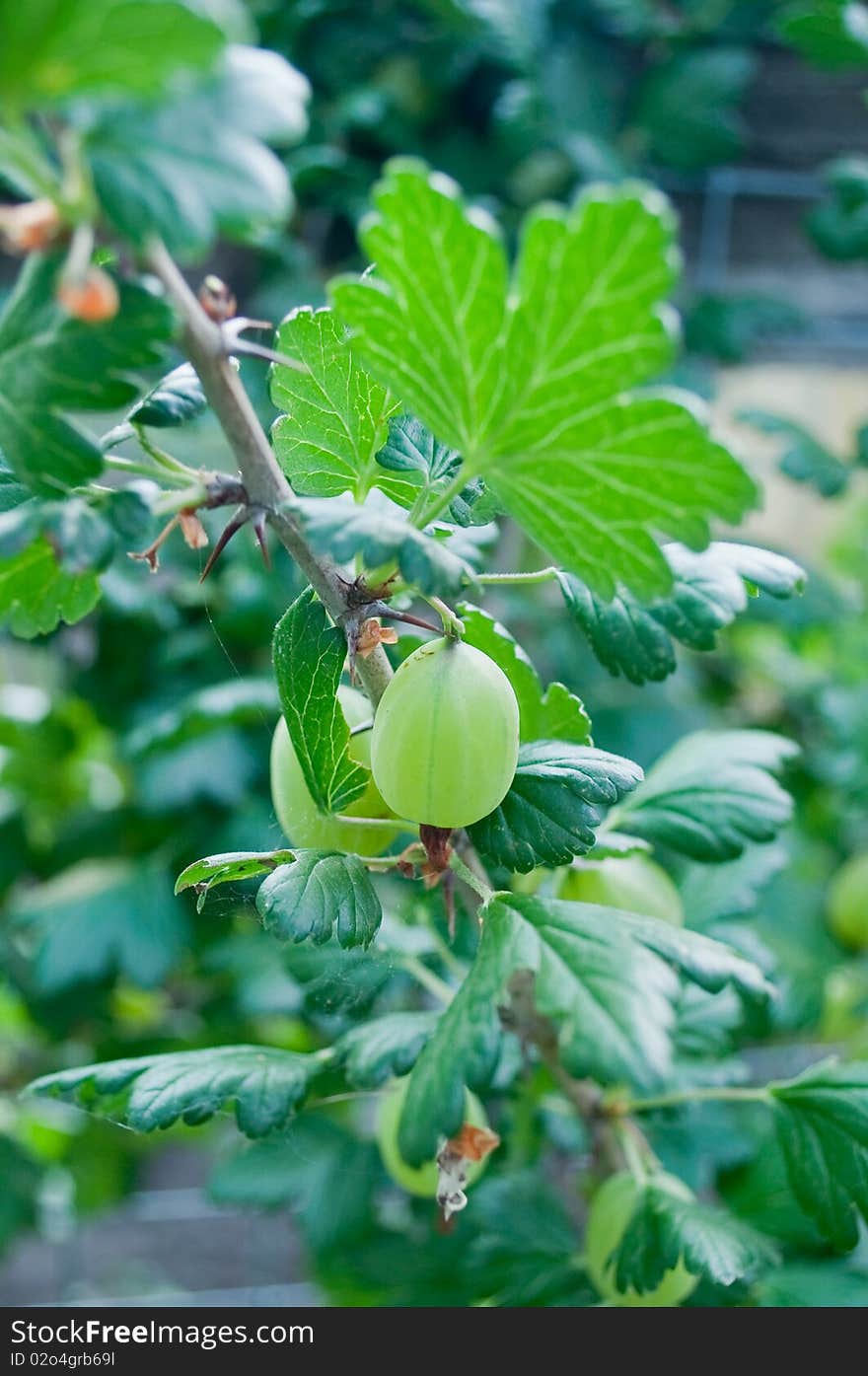 Ripening gooseberries