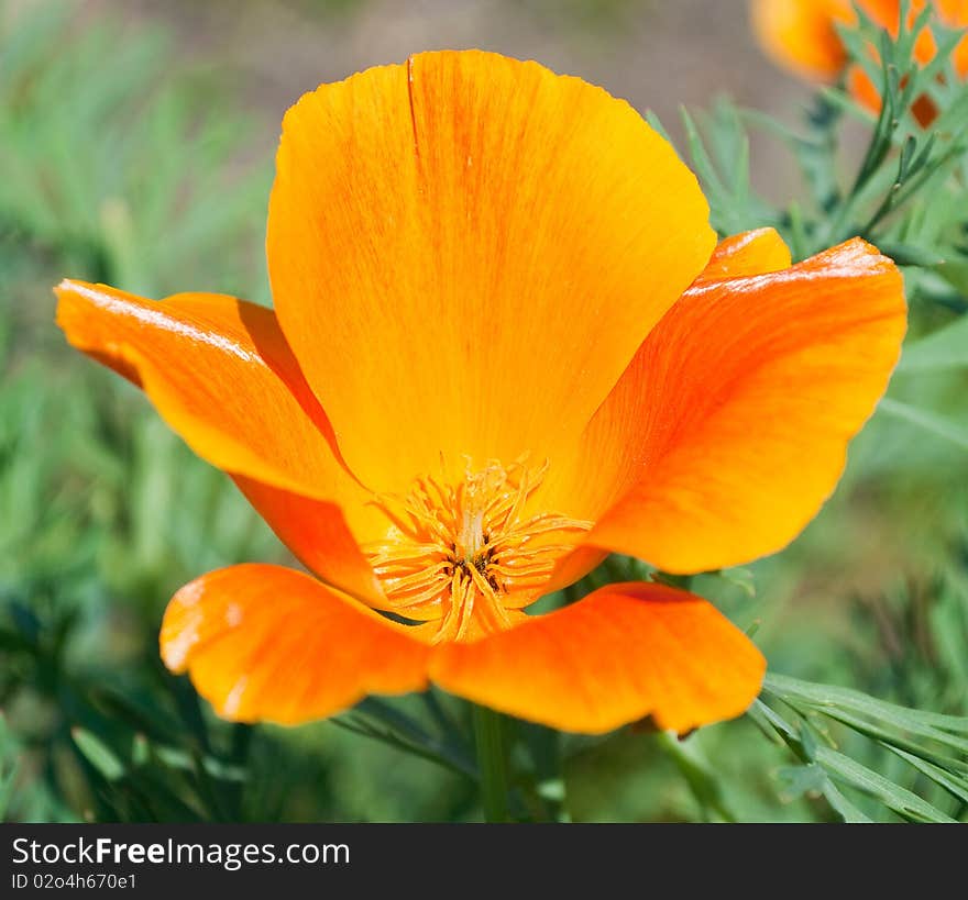 Bright flower on green background. Bright flower on green background