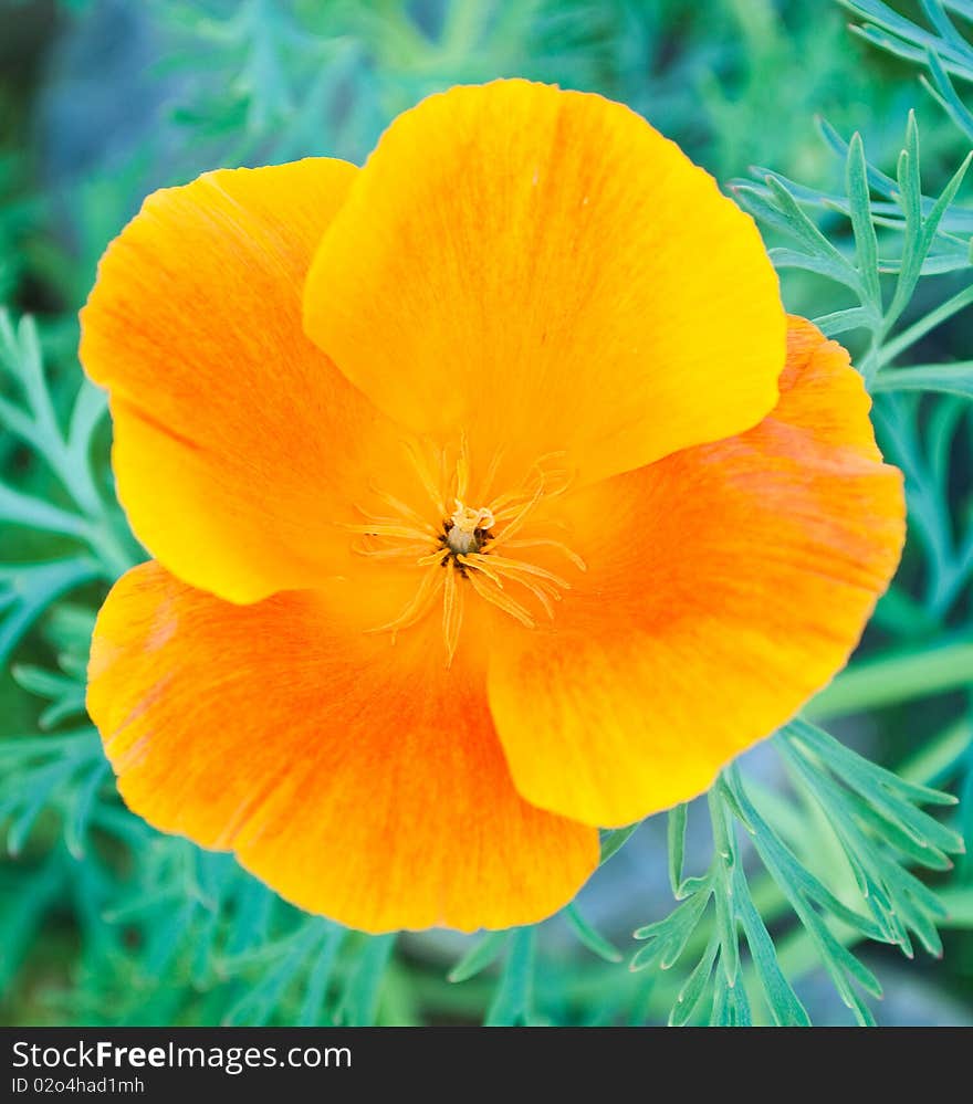 Bright flower on green background. Bright flower on green background