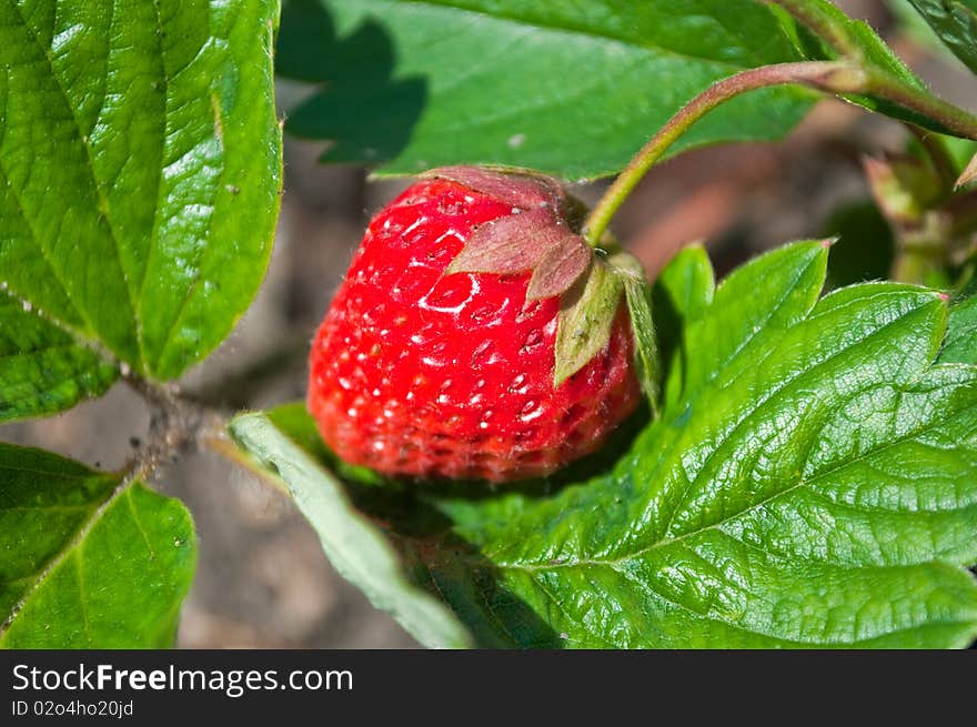 Juicy strawberries on green slip. Juicy strawberries on green slip