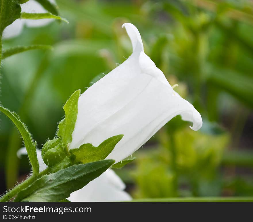 White campanula flower