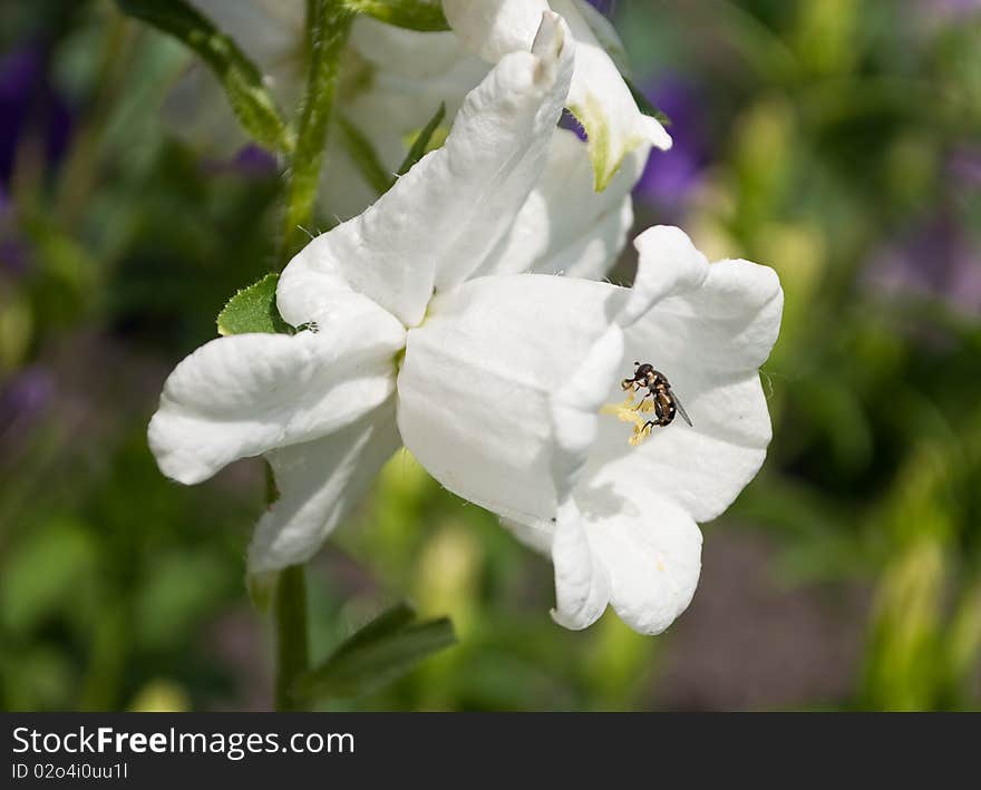 White campanula flower