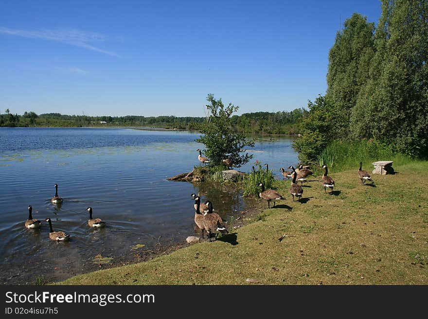 Wild grey geese on the beach of the lake. Wild grey geese on the beach of the lake