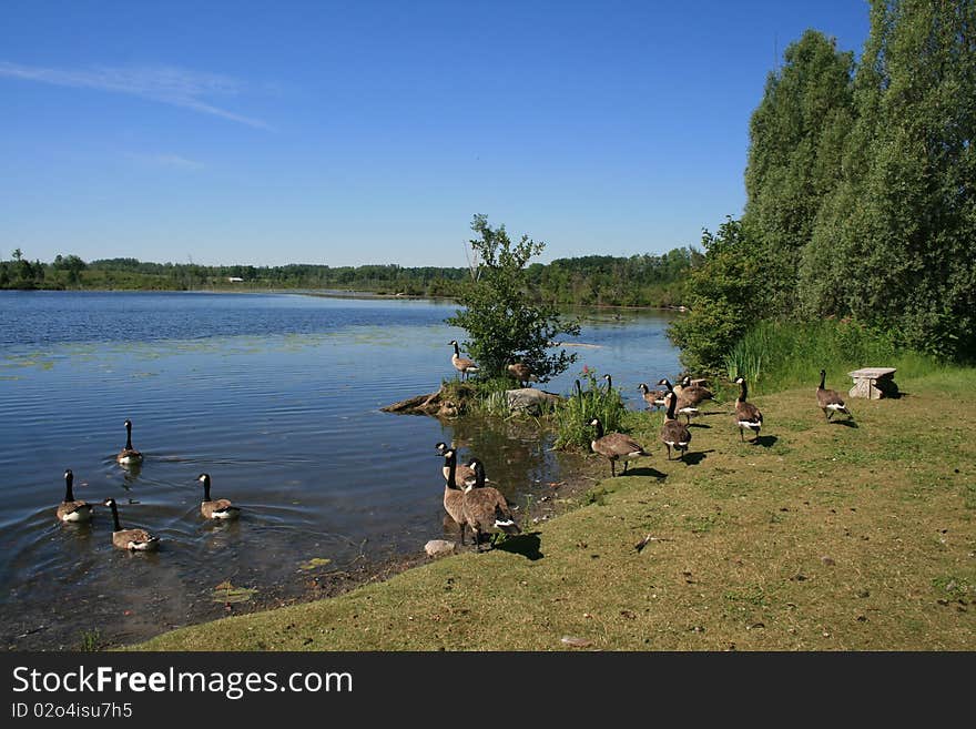 Landscape with Geese