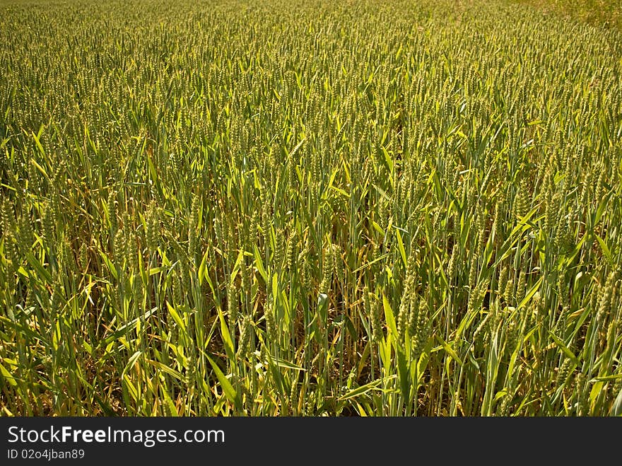 Young Wheat Plants