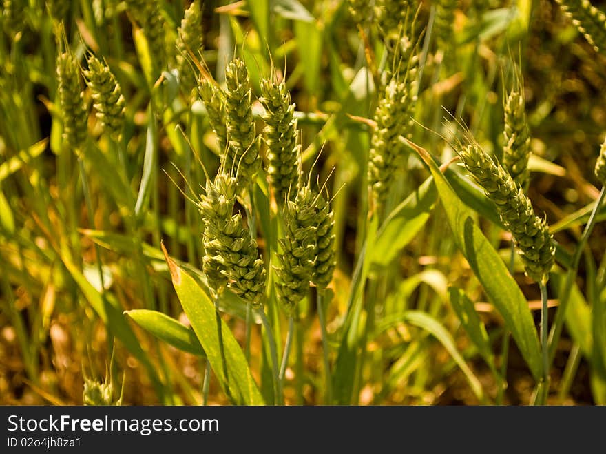 Close up of young wheat