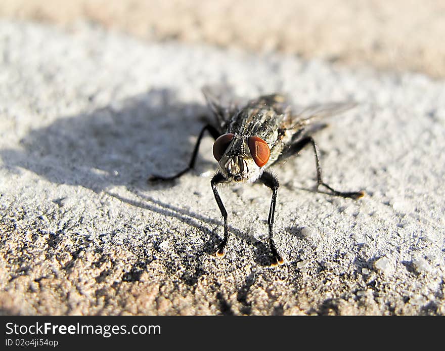 Closeup of a fly on a concrete wall