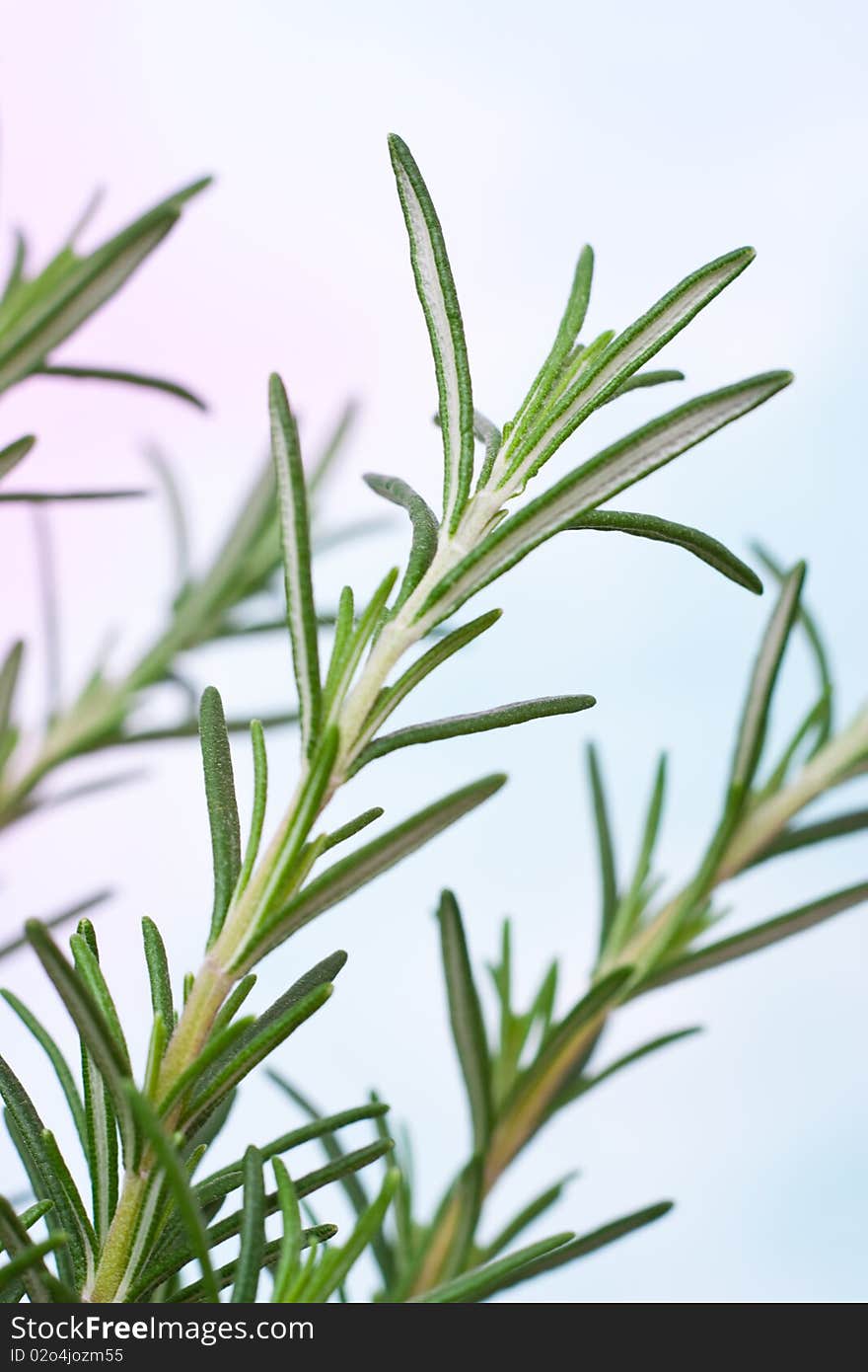 Rosemary Plant