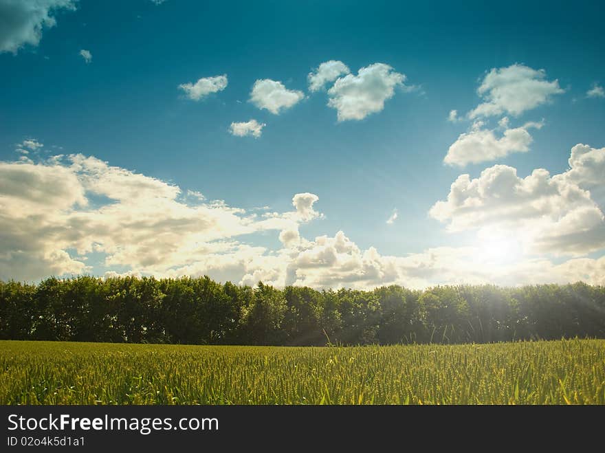 Young Wheat Field