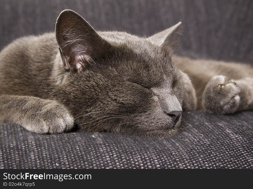 Sleepy gray cat