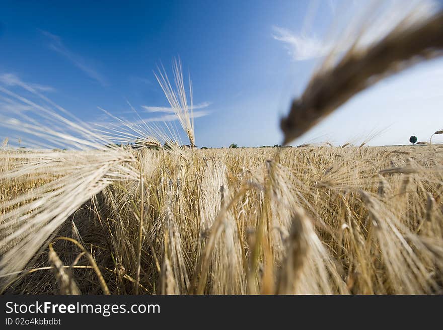 Ear of wheat against blue sky