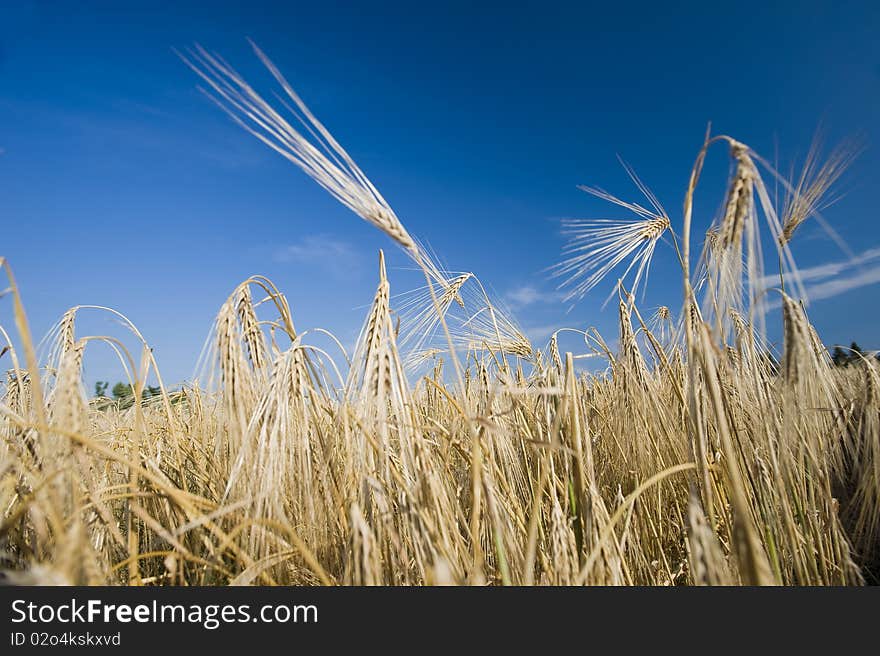 Ears of Wheat