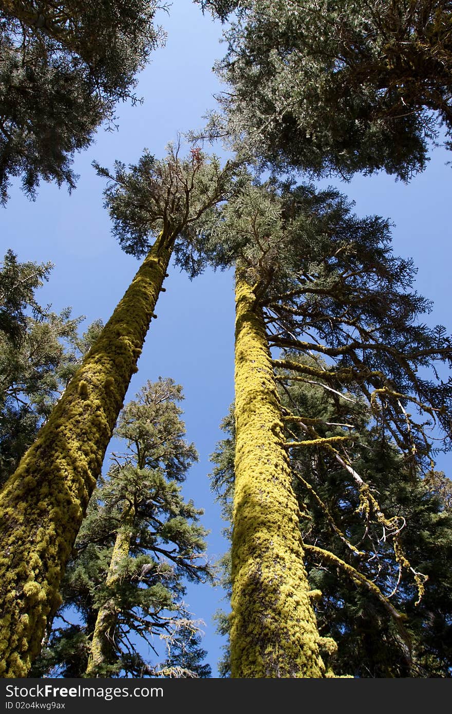 Tall trees