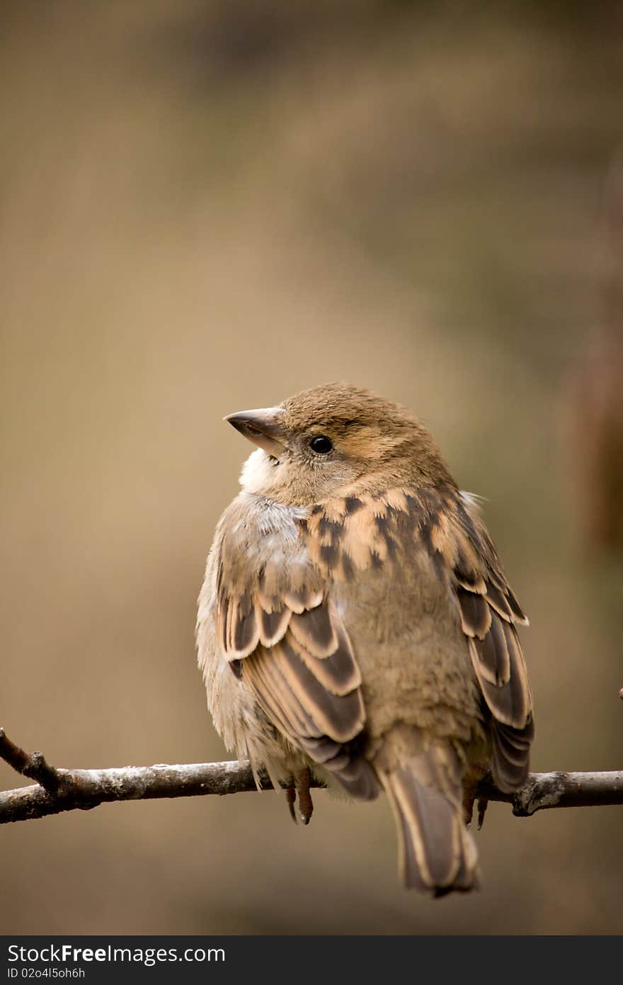 Sparrow in a tree