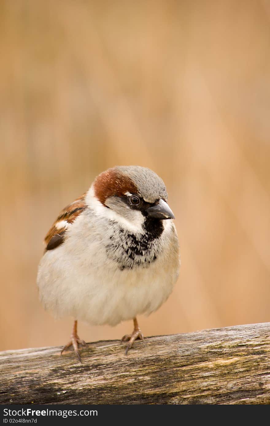 Male sparrow on a fenche. Male sparrow on a fenche