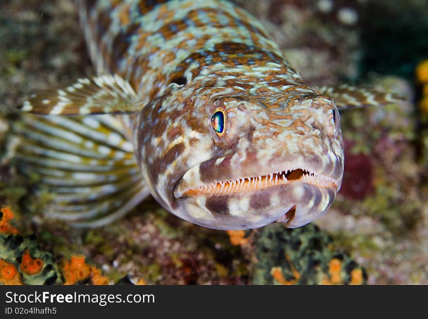 Close-up of a Lizardfish in the Caribbean Sea