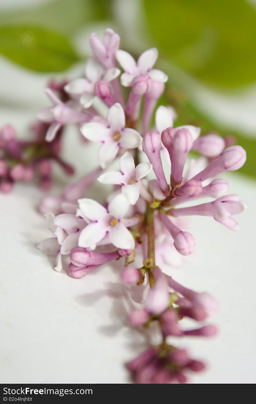 Flowers lilac