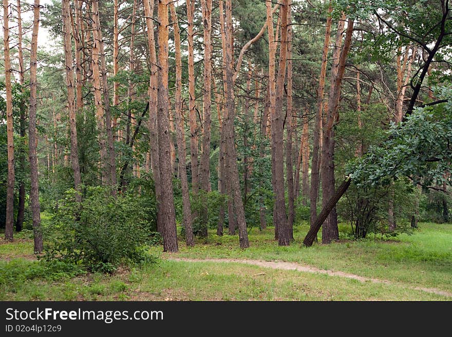 Summer's day in the forest. Pine Grove.