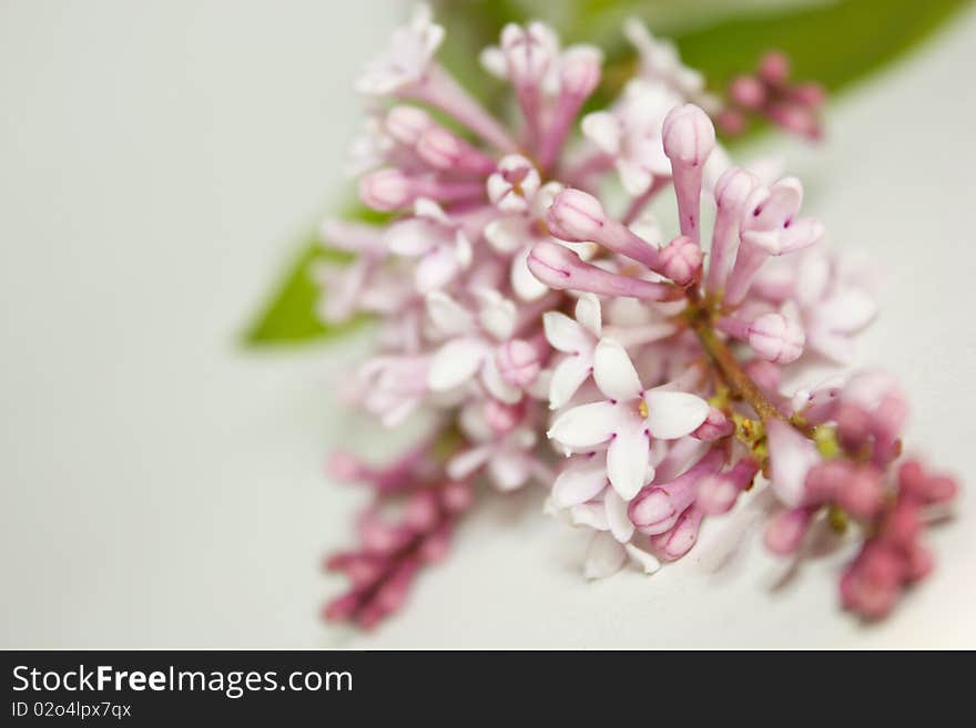 Flowers Lilac