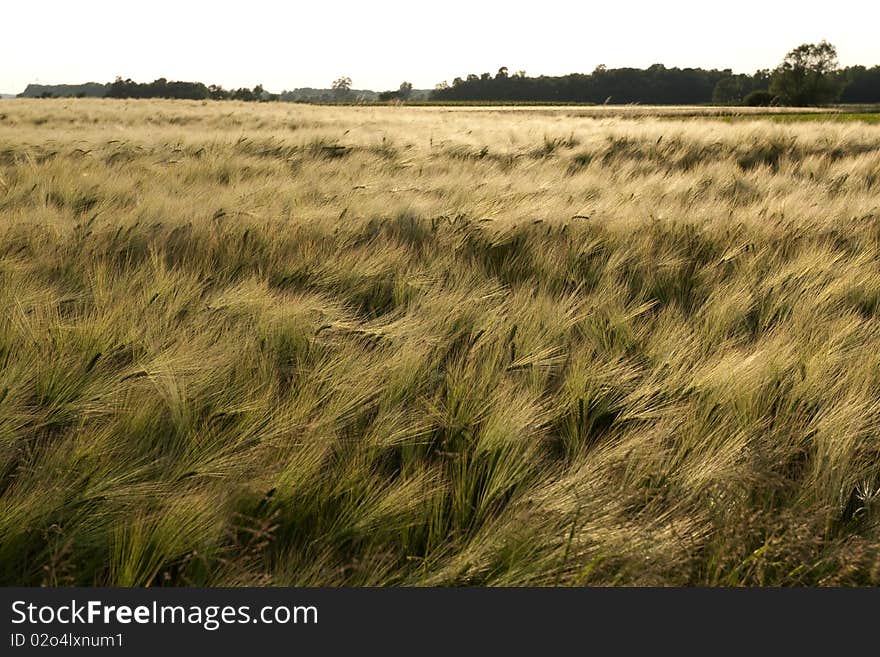 Green Wheat Field