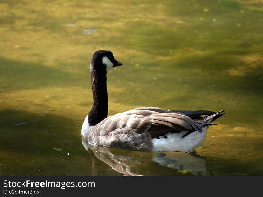 Canadian Goose