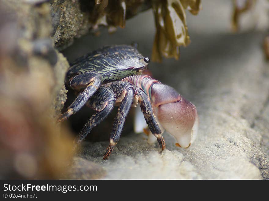 A tiny crab emerges from it's hiding spot in the rocks. A tiny crab emerges from it's hiding spot in the rocks