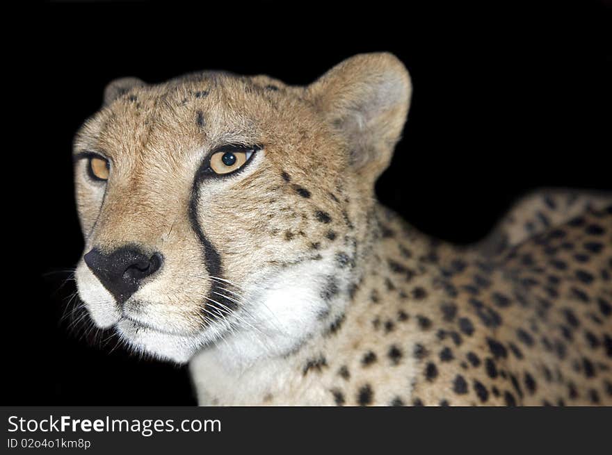 Gepard