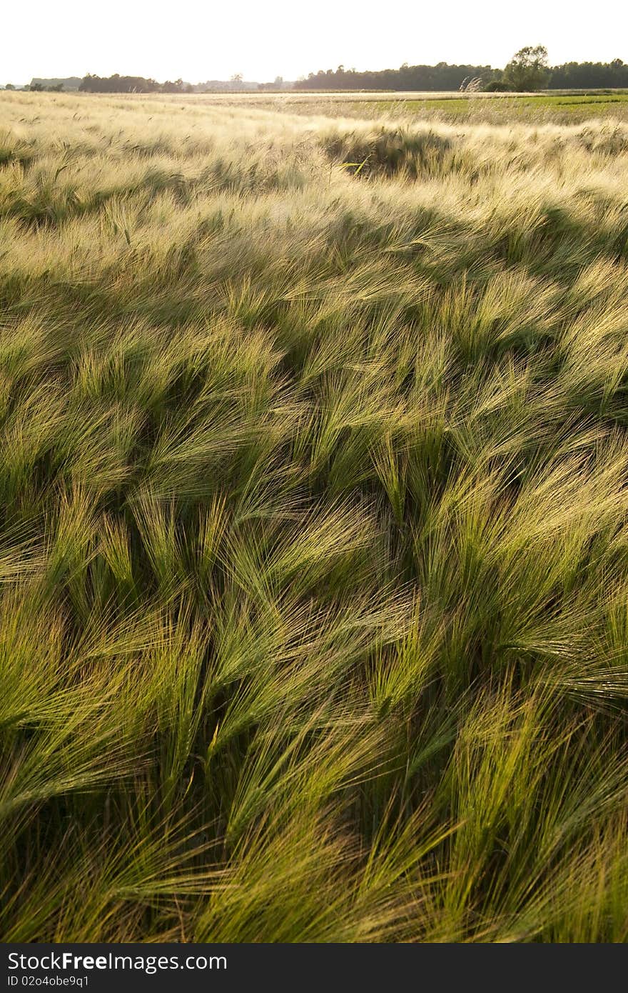 Green agricultural fields