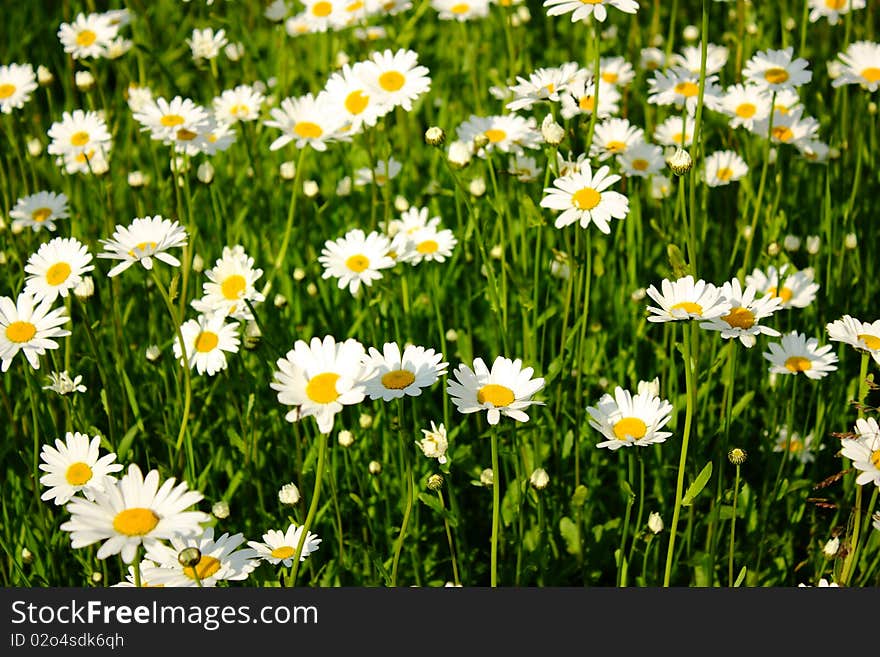 Sunny background with beautifull flowers. Sunny background with beautifull flowers