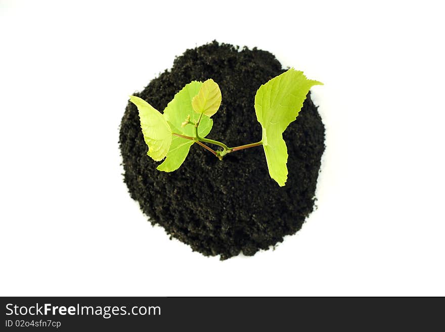 Growing tree from the earth on the white background