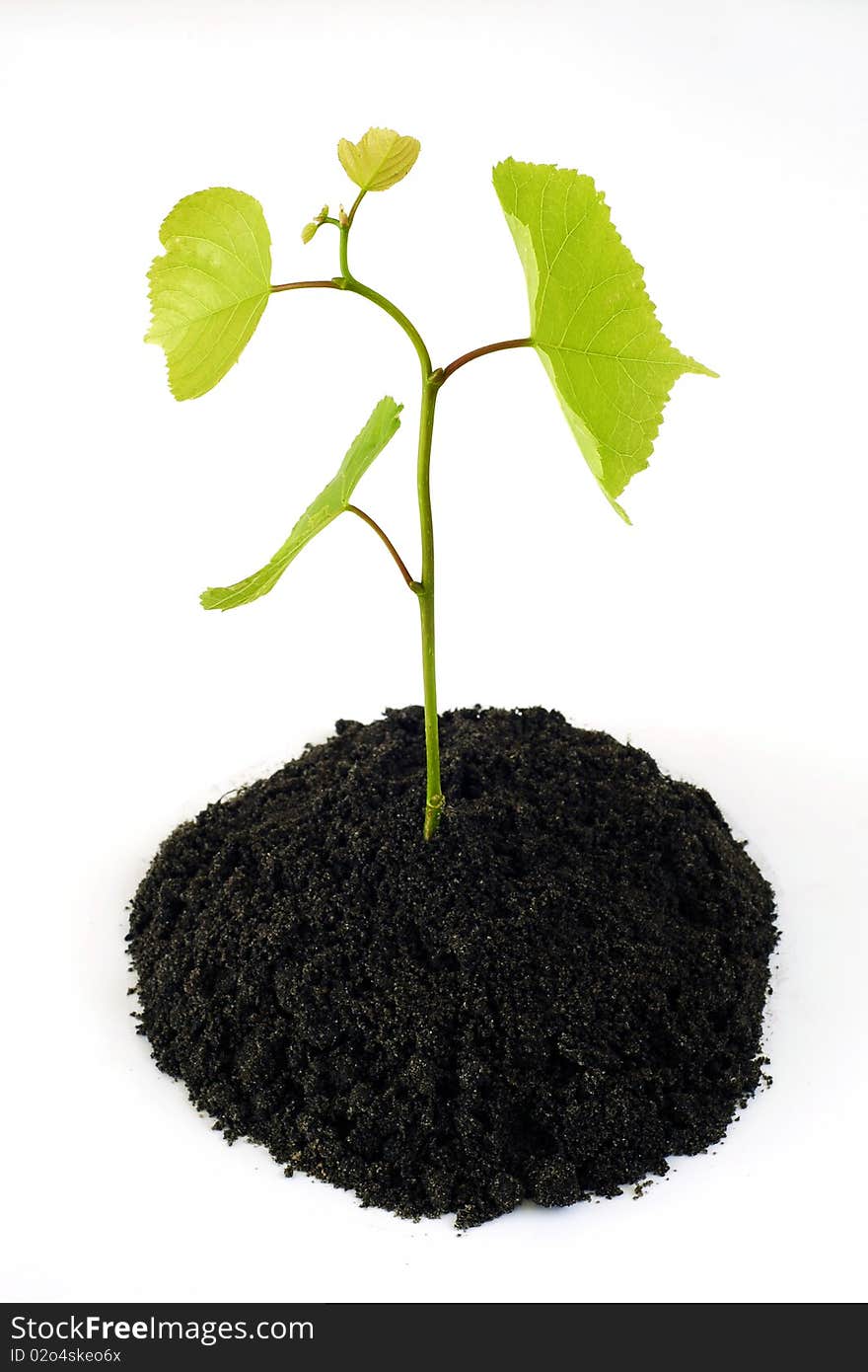 Growing tree from the earth on the white background