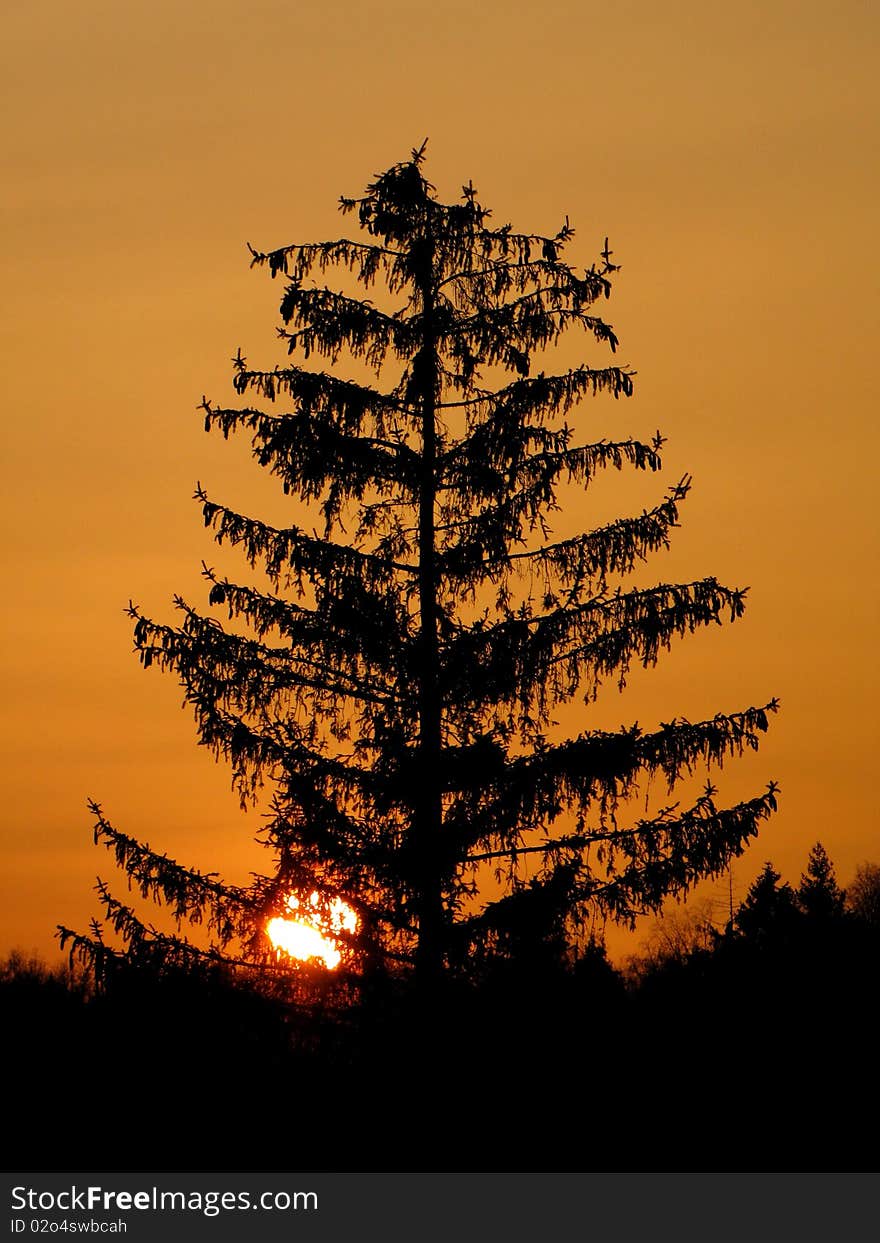 The red sun sets behind the dark trees. The red sun sets behind the dark trees