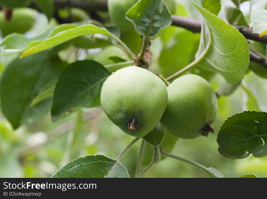 Green apples