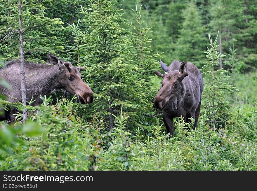 Twin bull moose