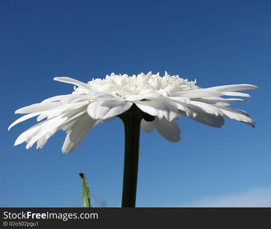 White daisy profile with blue sky on background. White daisy profile with blue sky on background