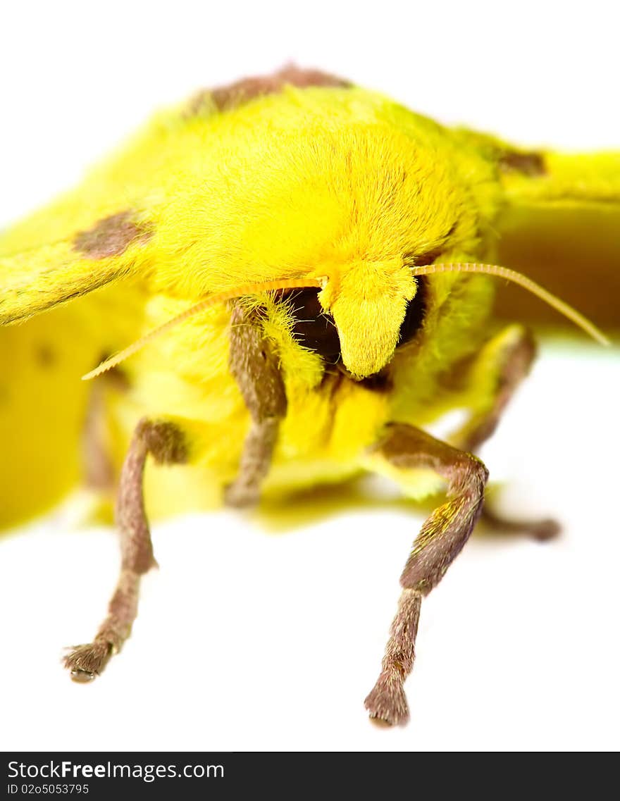 Macro shot of a moth on white background