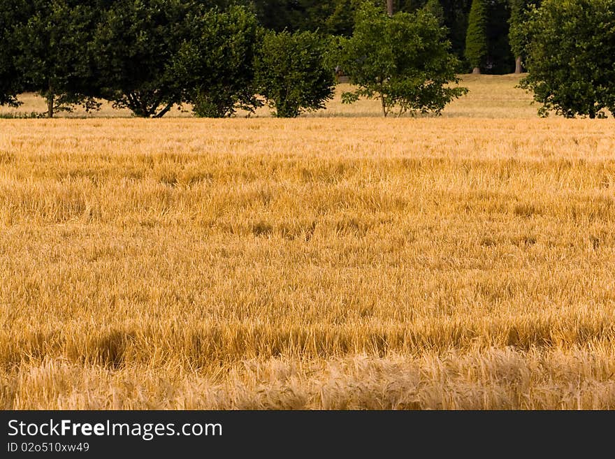 Ripe wheat corn, close up shot