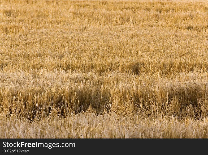 Ripe wheat corn, close up shot