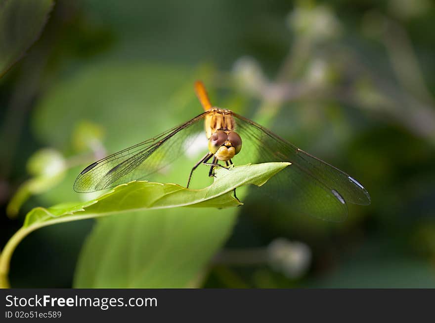 Closeup of a Dragon Fly with green background