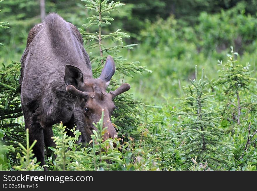 Wild, Spike bull moose in Alaska. Wild, Spike bull moose in Alaska