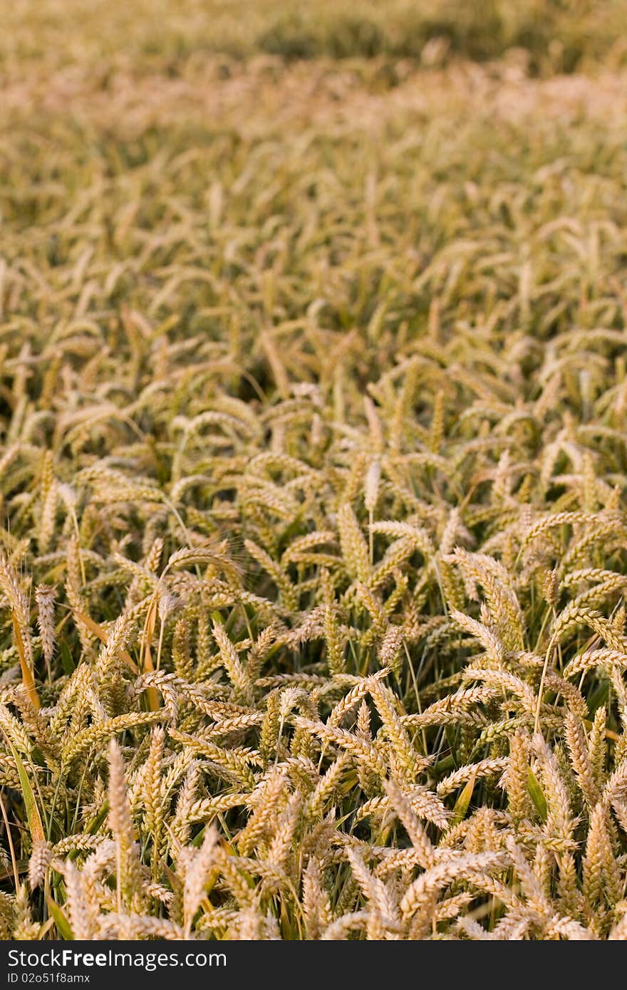 Ripe wheat corn, close up shot