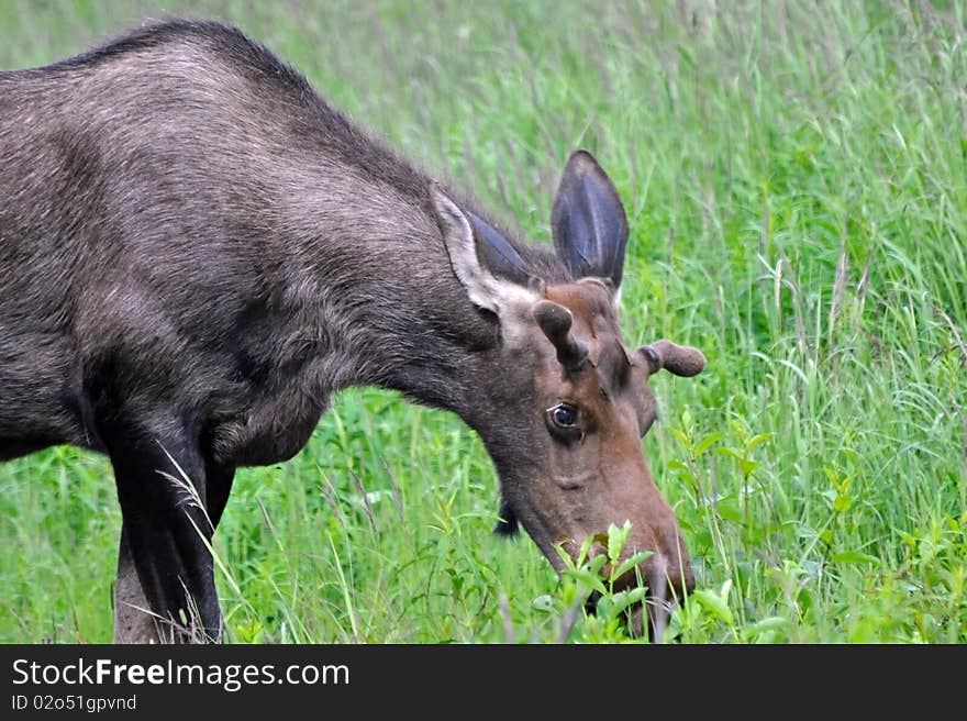 Wild, Spike bull moose in Alaska. Wild, Spike bull moose in Alaska