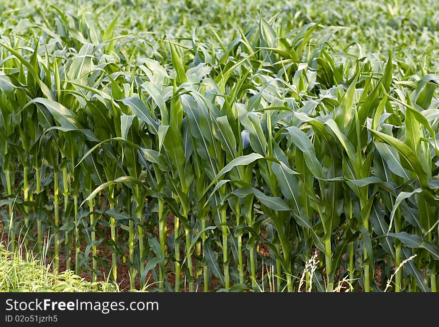 By sunshine,field of maize in the summer