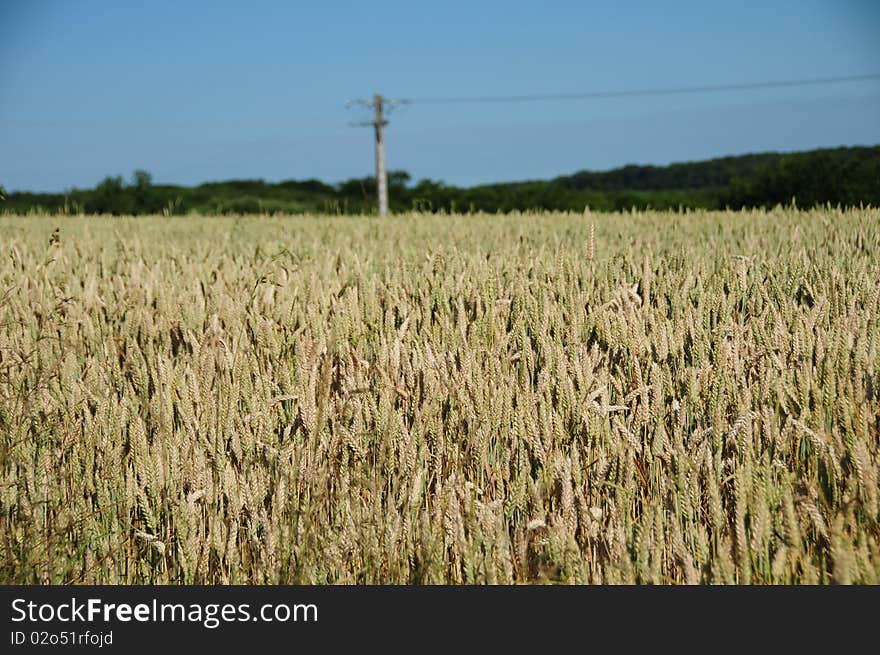 Wheat fields