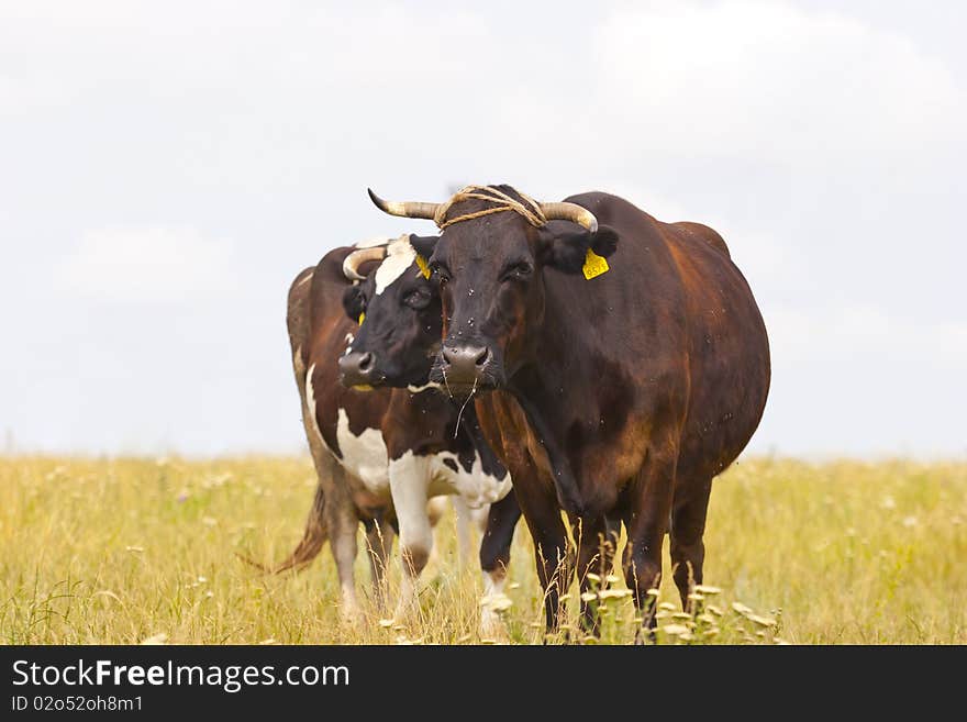 Cows on pasture